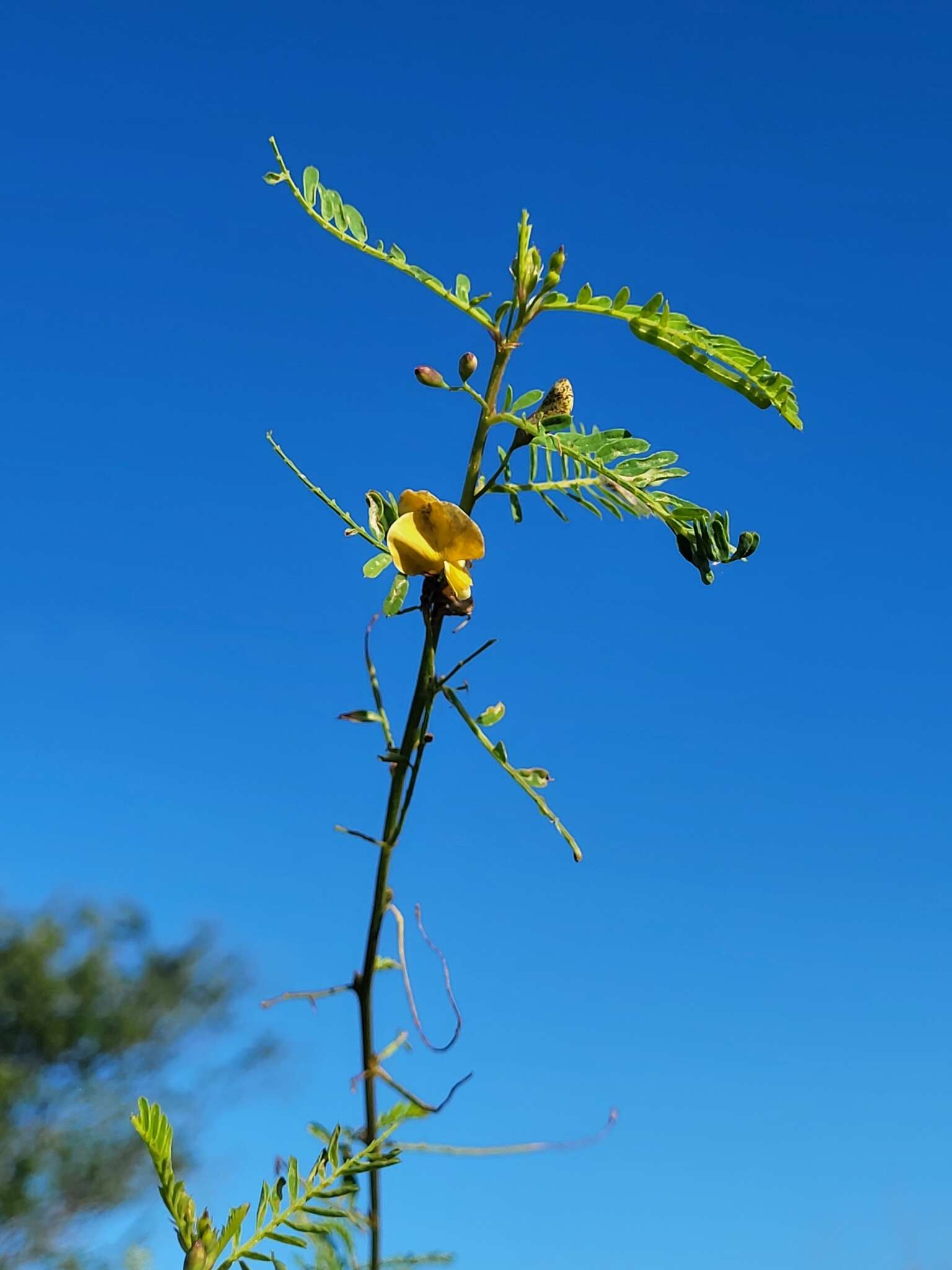 Слика од Sesbania sericea (Willd.) Link