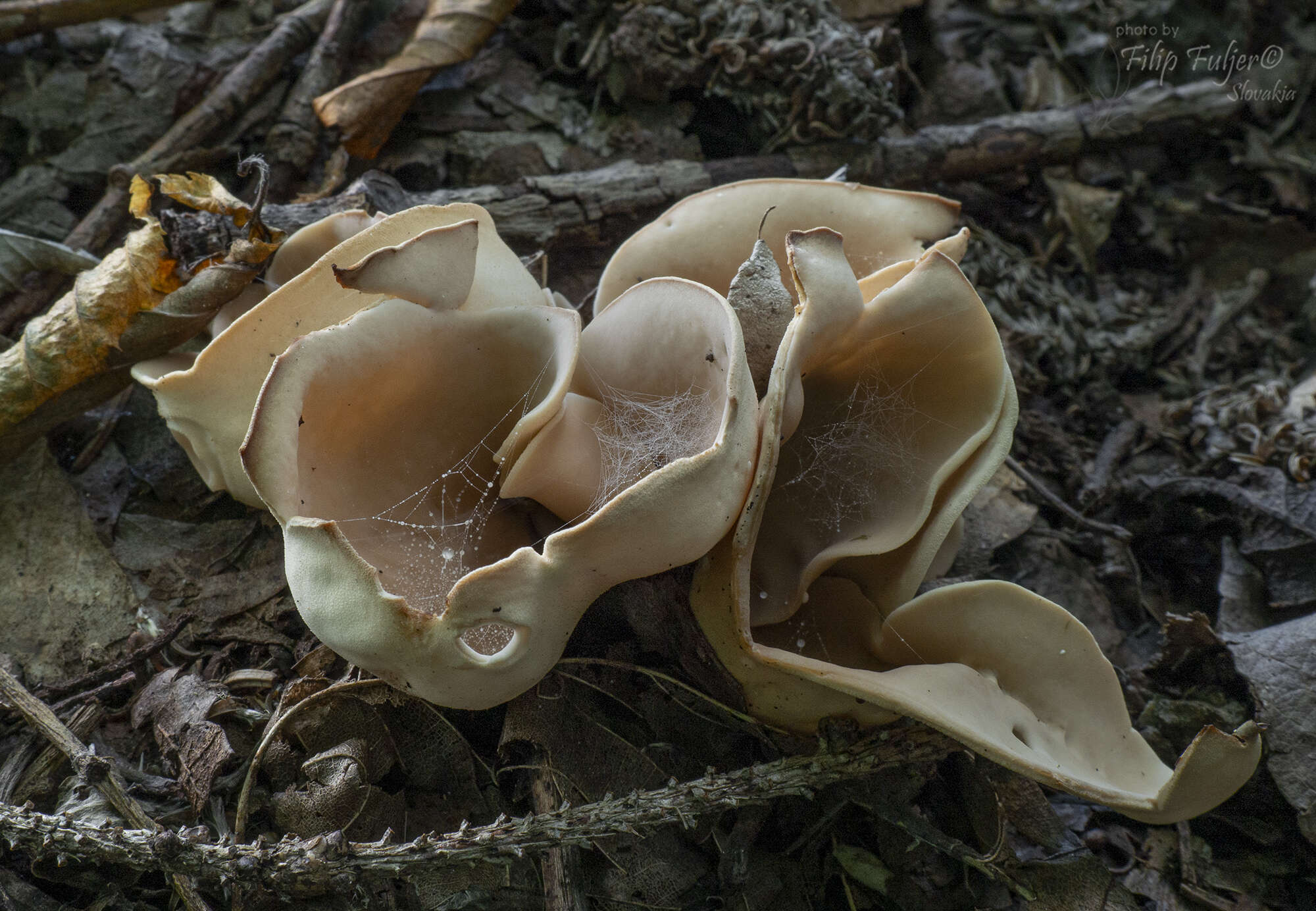 Otidea alutacea (Pers.) Massee 1895的圖片