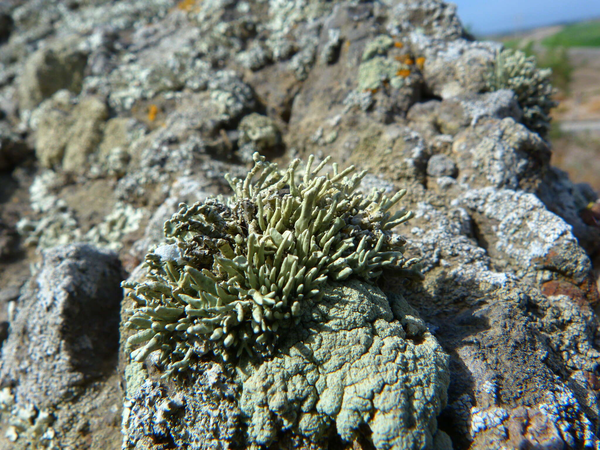 Image of Bouquet Sea-Fog Lichen