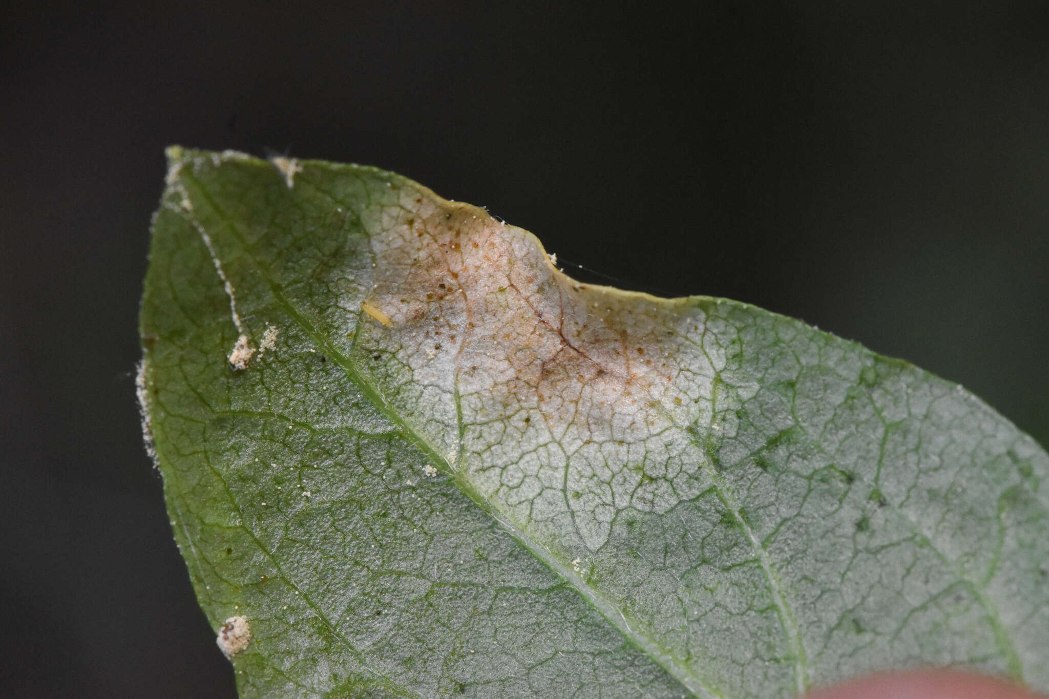 Image of Exobasidium burtii Zeller 1934