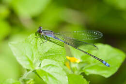 Image of Neotropical Bluet