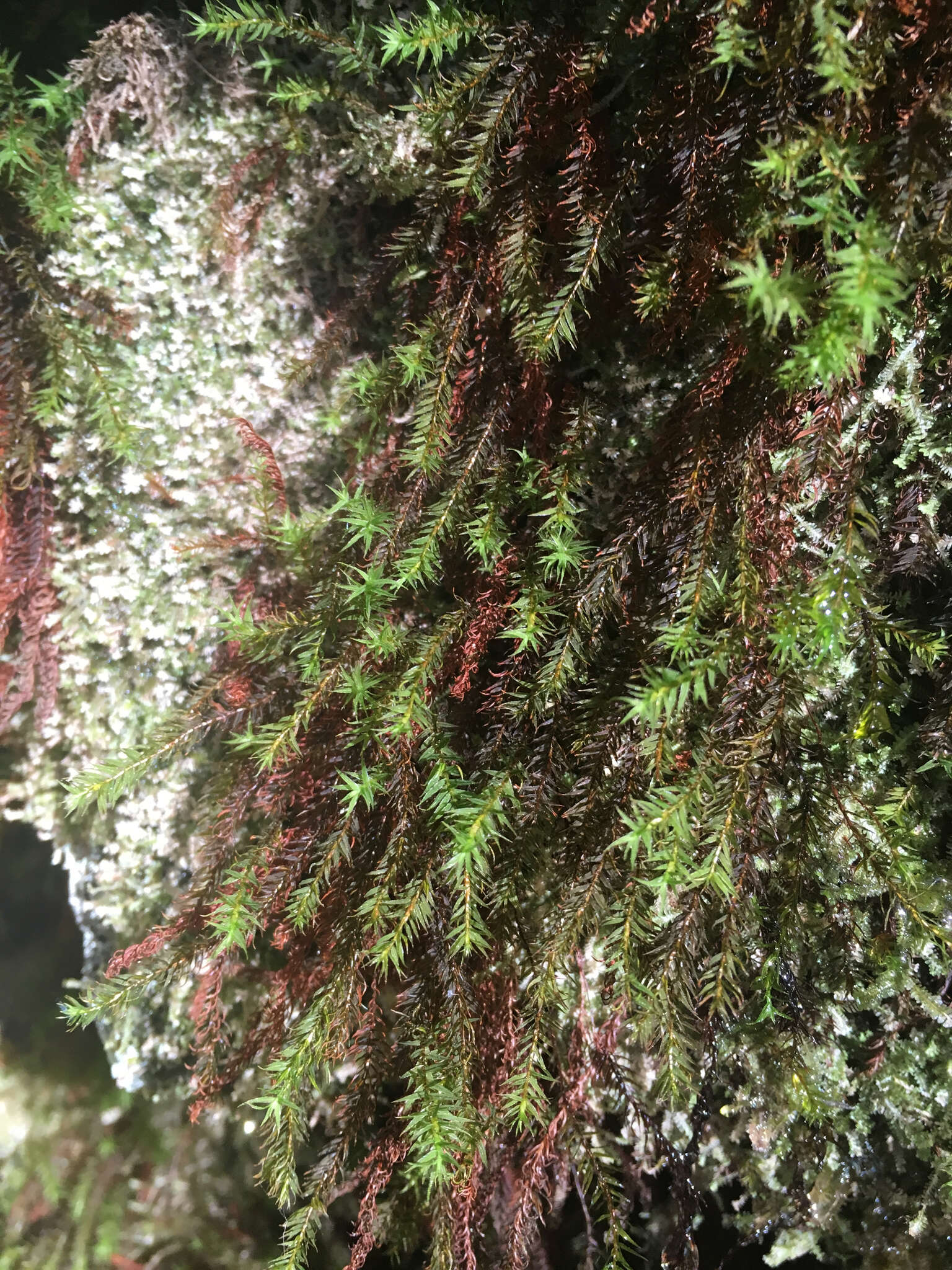 Image of contorted pogonatum moss