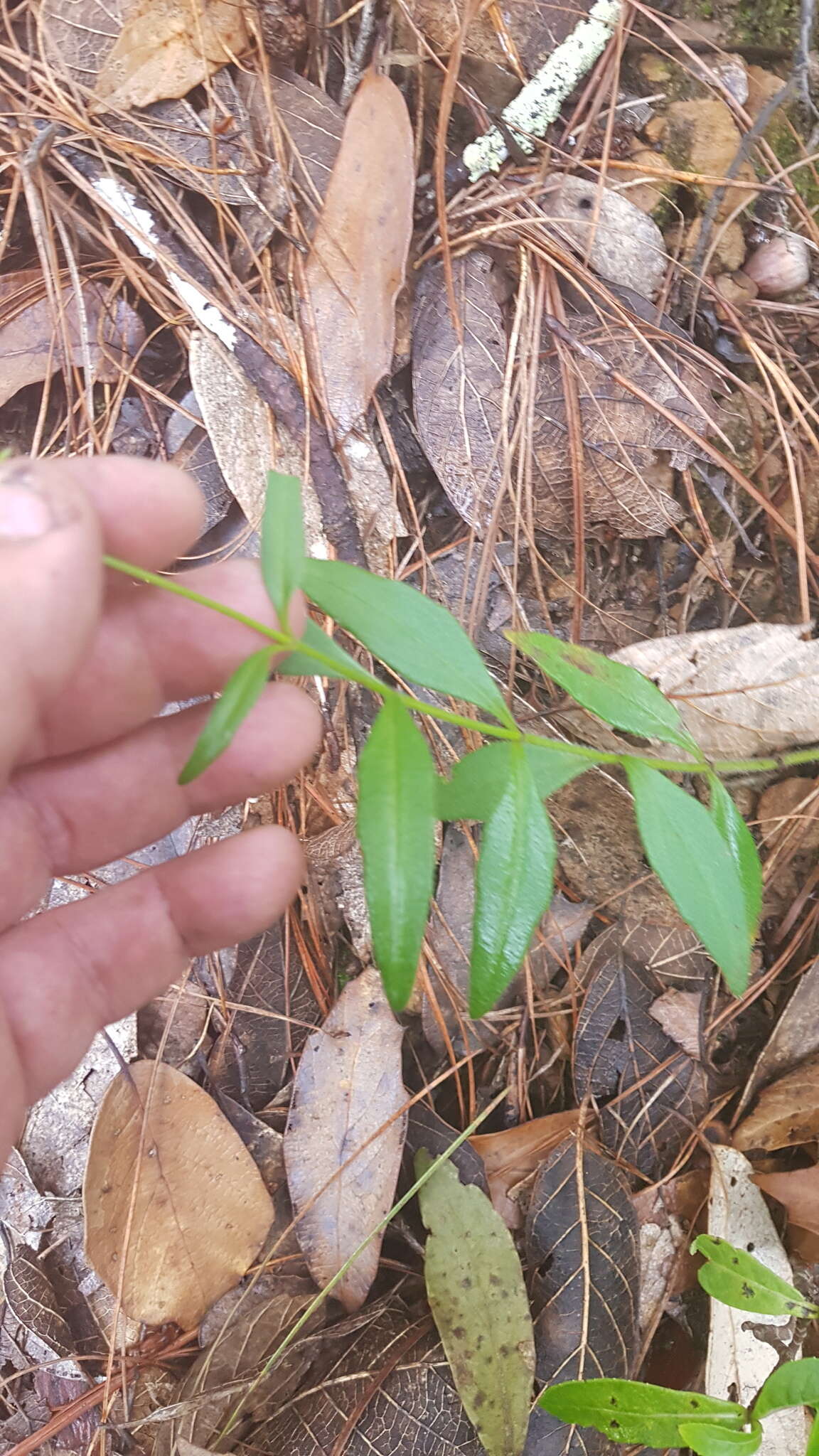 Image of Tridax paneroi B. L. Turner