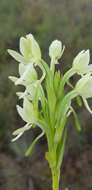 Image of Habenaria epipactidea Rchb. fil.