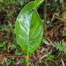 Image of Tetrorchidium costaricense Huft