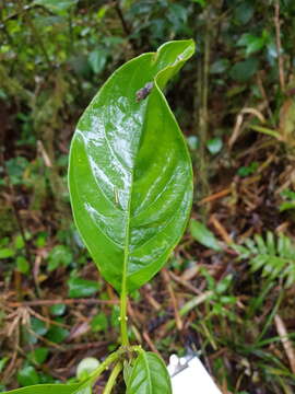 Image of Tetrorchidium costaricense Huft