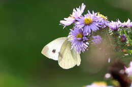 Image of Southern Small White