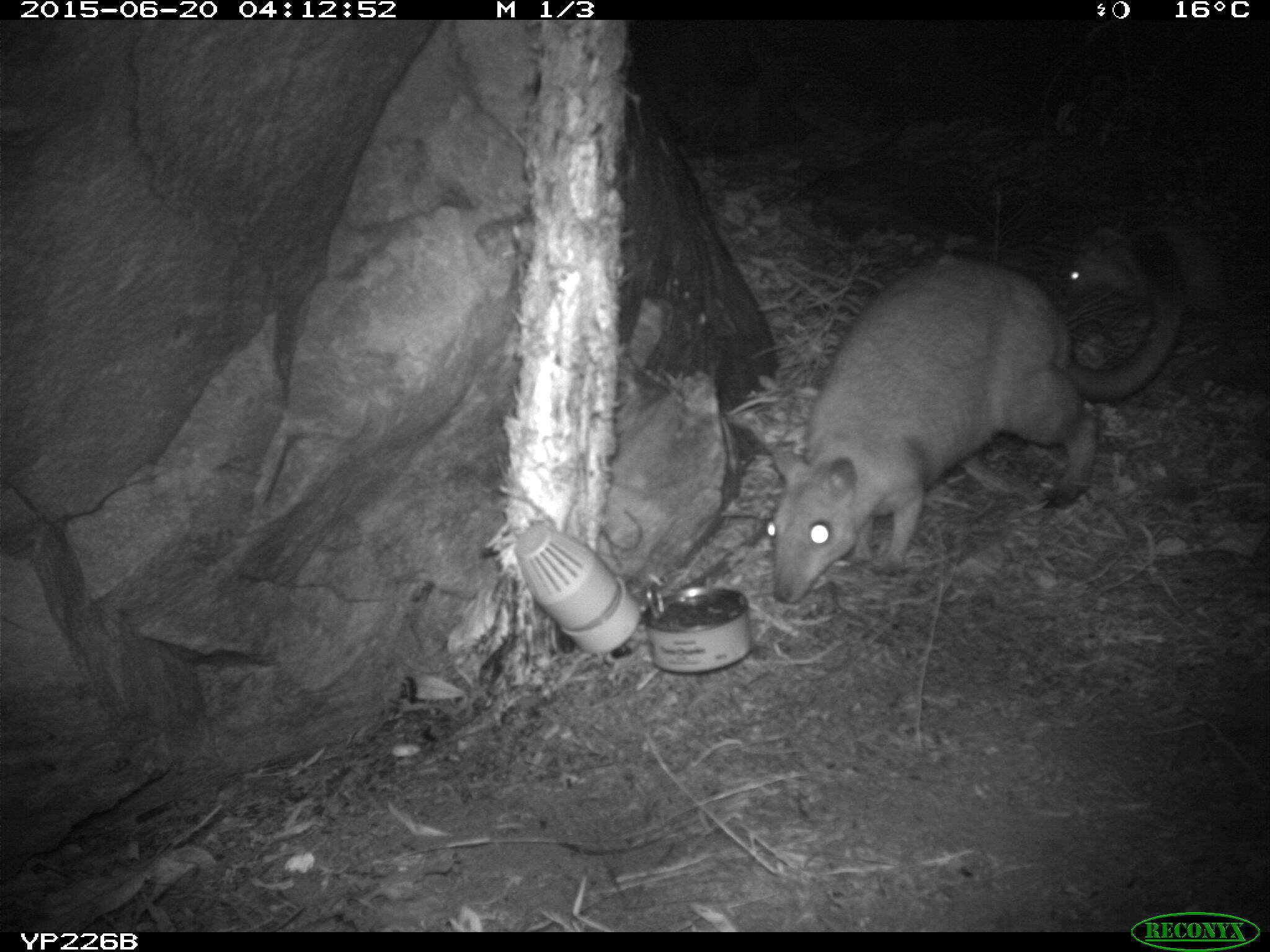 Image of Short-eared Rock Wallaby