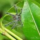 Image of Amazon Ribbed Spider