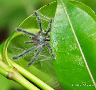 Image of Amazon Ribbed Spider