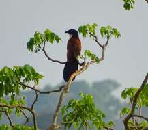 Image of Blue-headed Coucal