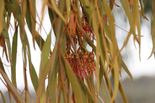 Imagem de Amyema pendula subsp. pendula