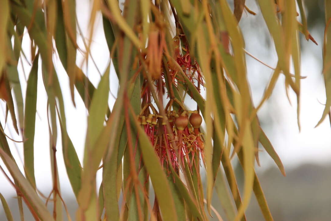 Image of Amyema pendula subsp. pendula