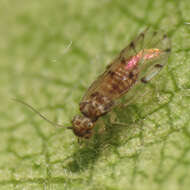 Image of Bark lice