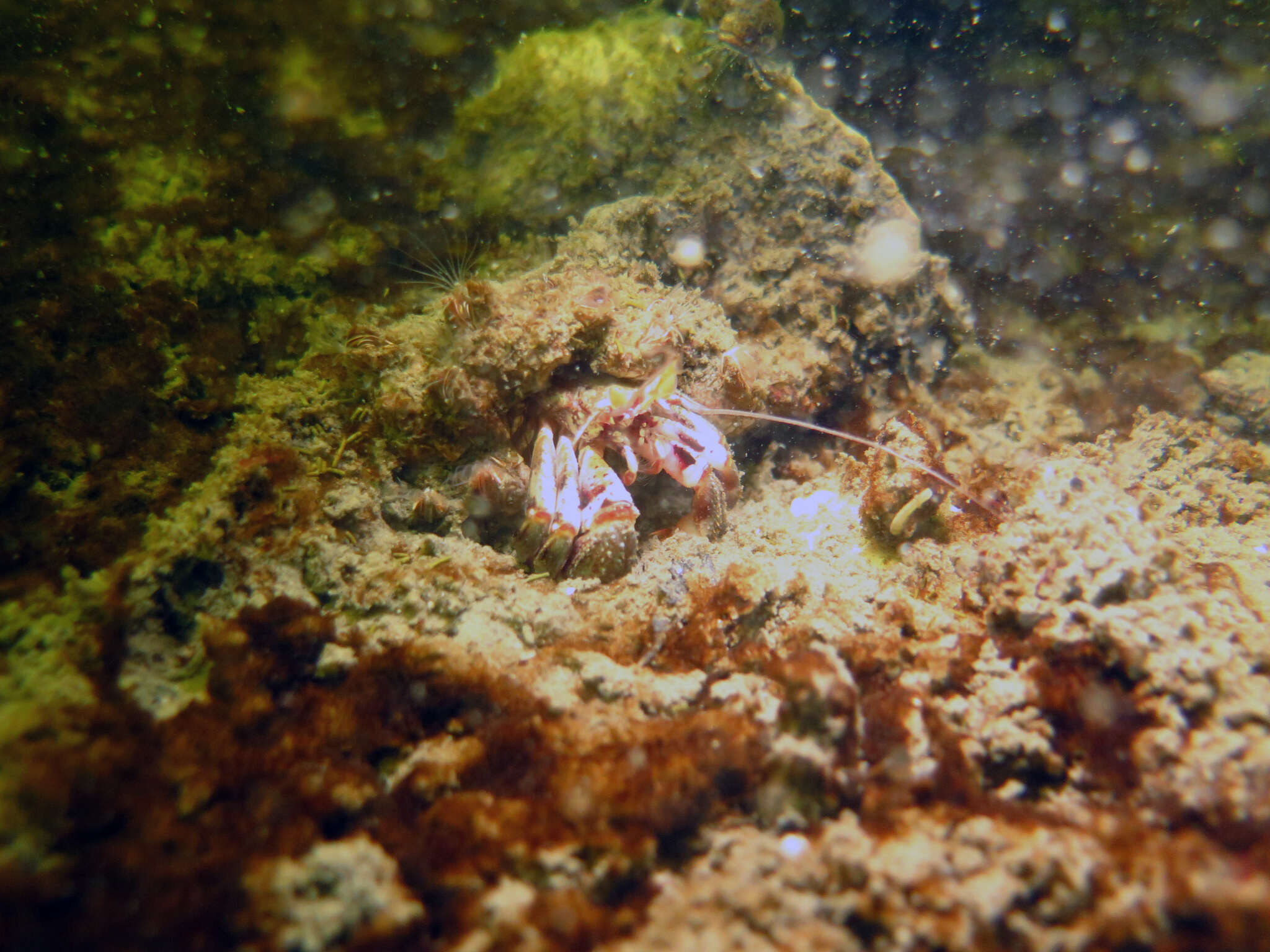 Image of Bering hermit crab