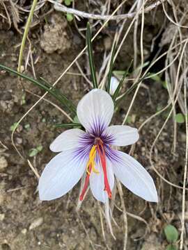 Image de Crocus cartwrightianus Herb.