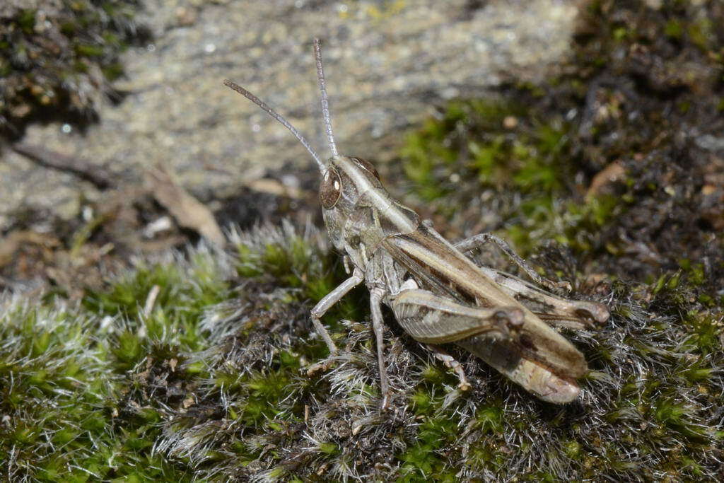 Image of Omocestus (Omocestus) petraeus (Brisout de Barneville 1856)