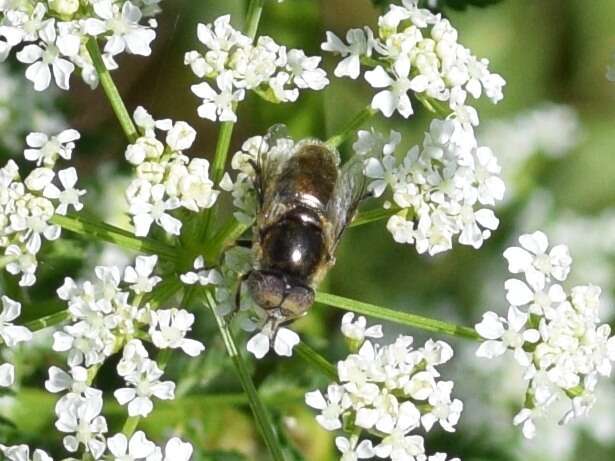 Imagem de Eristalinus aeneus (Scopoli 1763)