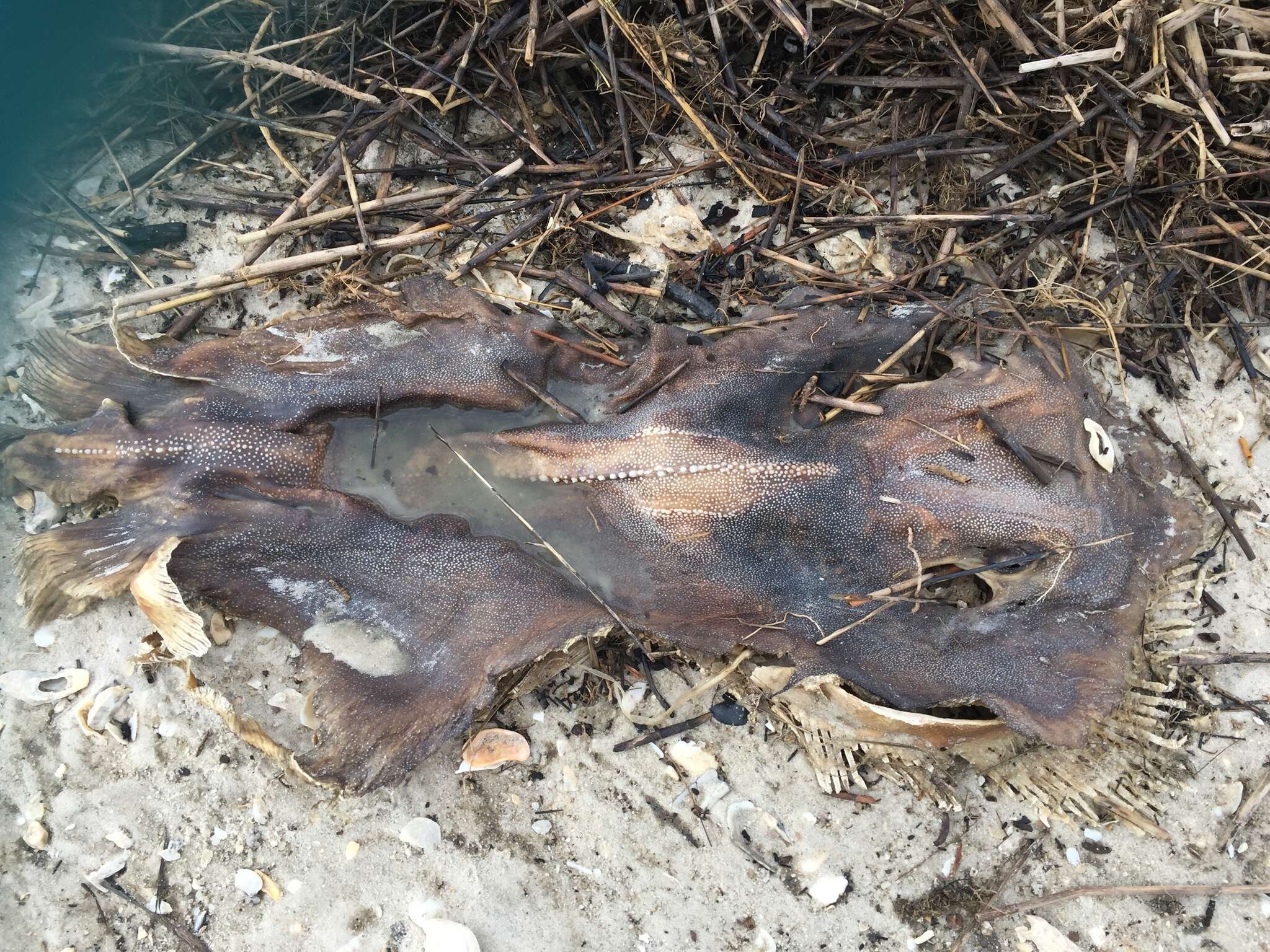 Image of Southern stingray