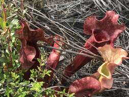 Image of Rosy Pitcherplant