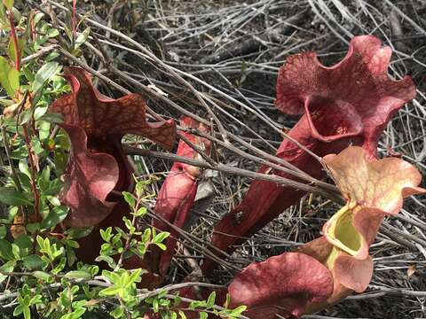 Image of Rosy Pitcherplant