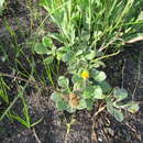 Image of Woolly Boneseed