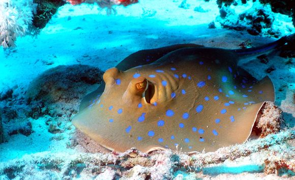 Image of Blue-spotted Stingray