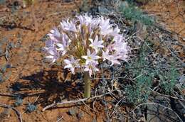 Image of candelabra lily