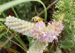 Image of Colletes wilmattae Cockerell 1904