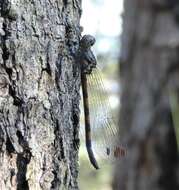 Слика од Cordulephya pygmaea Selys 1871