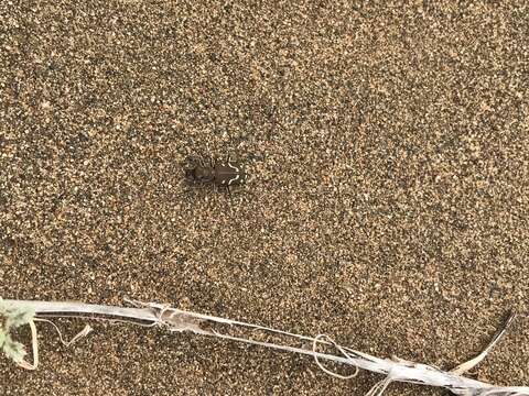 Image of Cicindela (Cicindela) depressula eureka Fall 1901