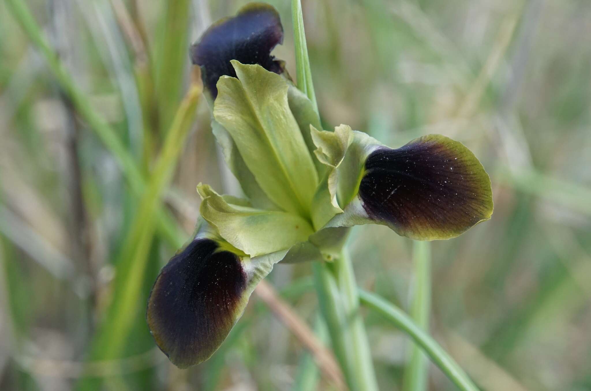 Image de Iris tuberosa L.