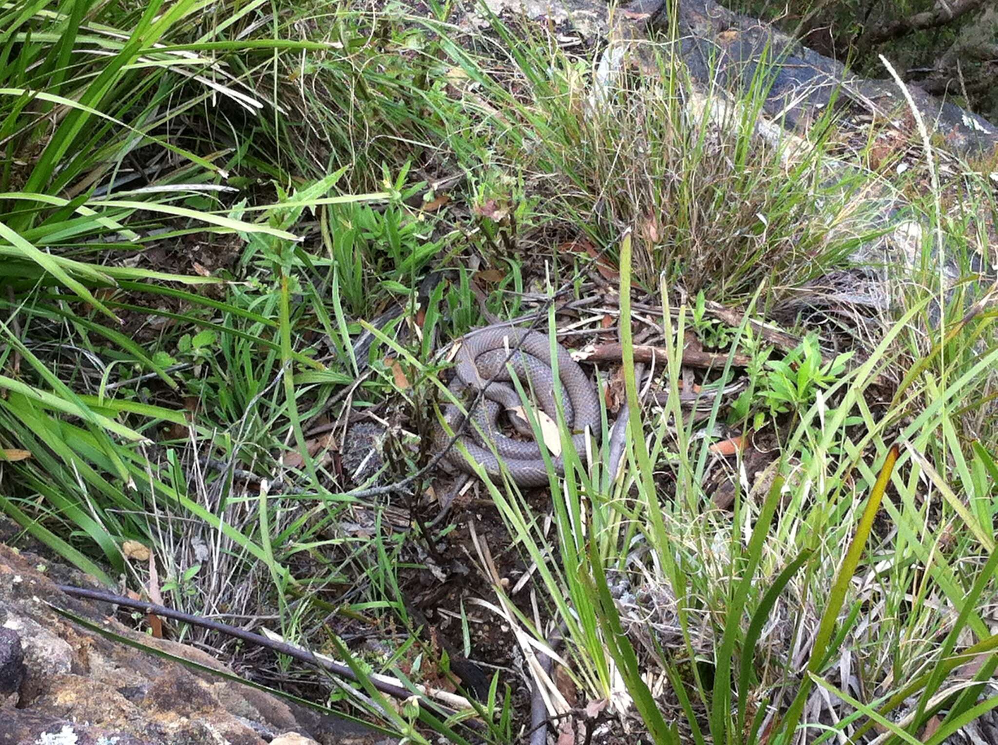 Image of Eastern brown snake