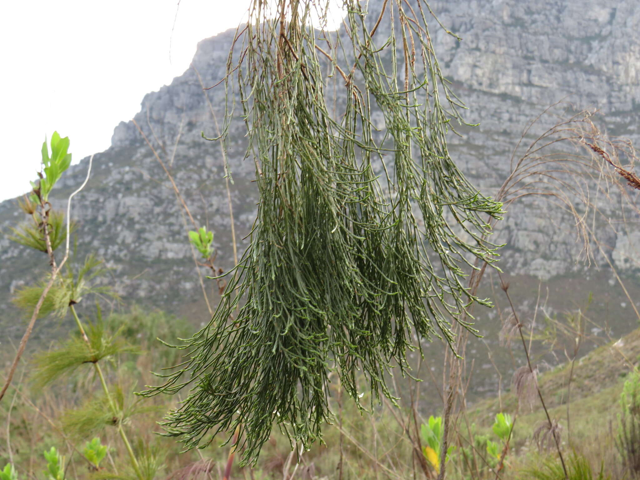 Imagem de <i>Psoralea fleta</i> C. H. Stirt.