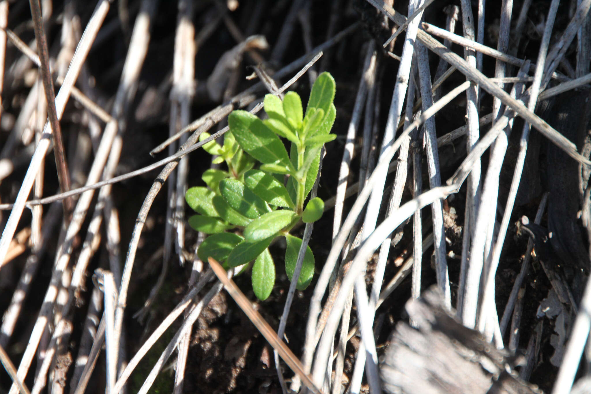 Plancia ëd Galium buxifolium Greene