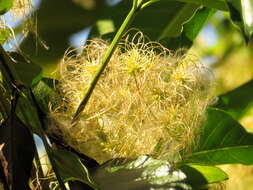 Image of Clematis pickeringii A. Gray