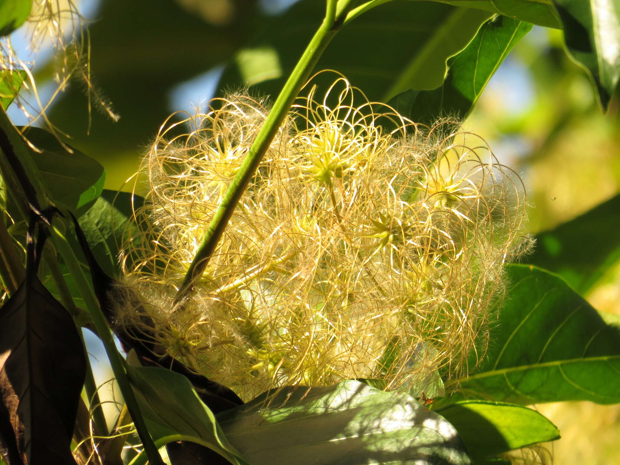 Image of Clematis pickeringii A. Gray