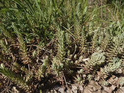 Image de Petrosedum orientale