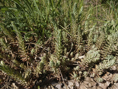 Image of Petrosedum orientale