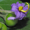 Image de Solanum vespertilio subsp. doramae A. Marrero & M. González Martin