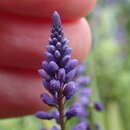 Image of Polygala linoides Poir.