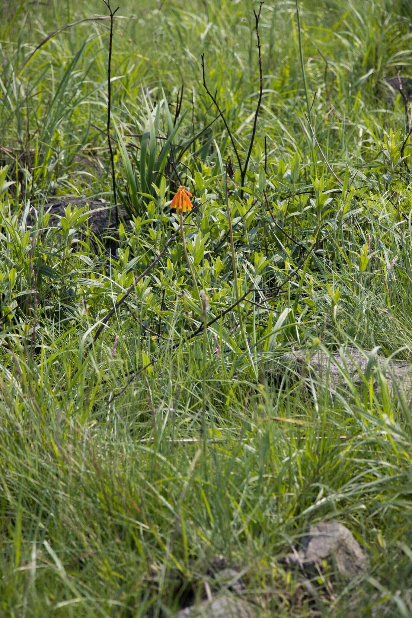 Image of Kniphofia coddiana Cufod.