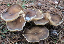 Image of Ampulloclitocybe