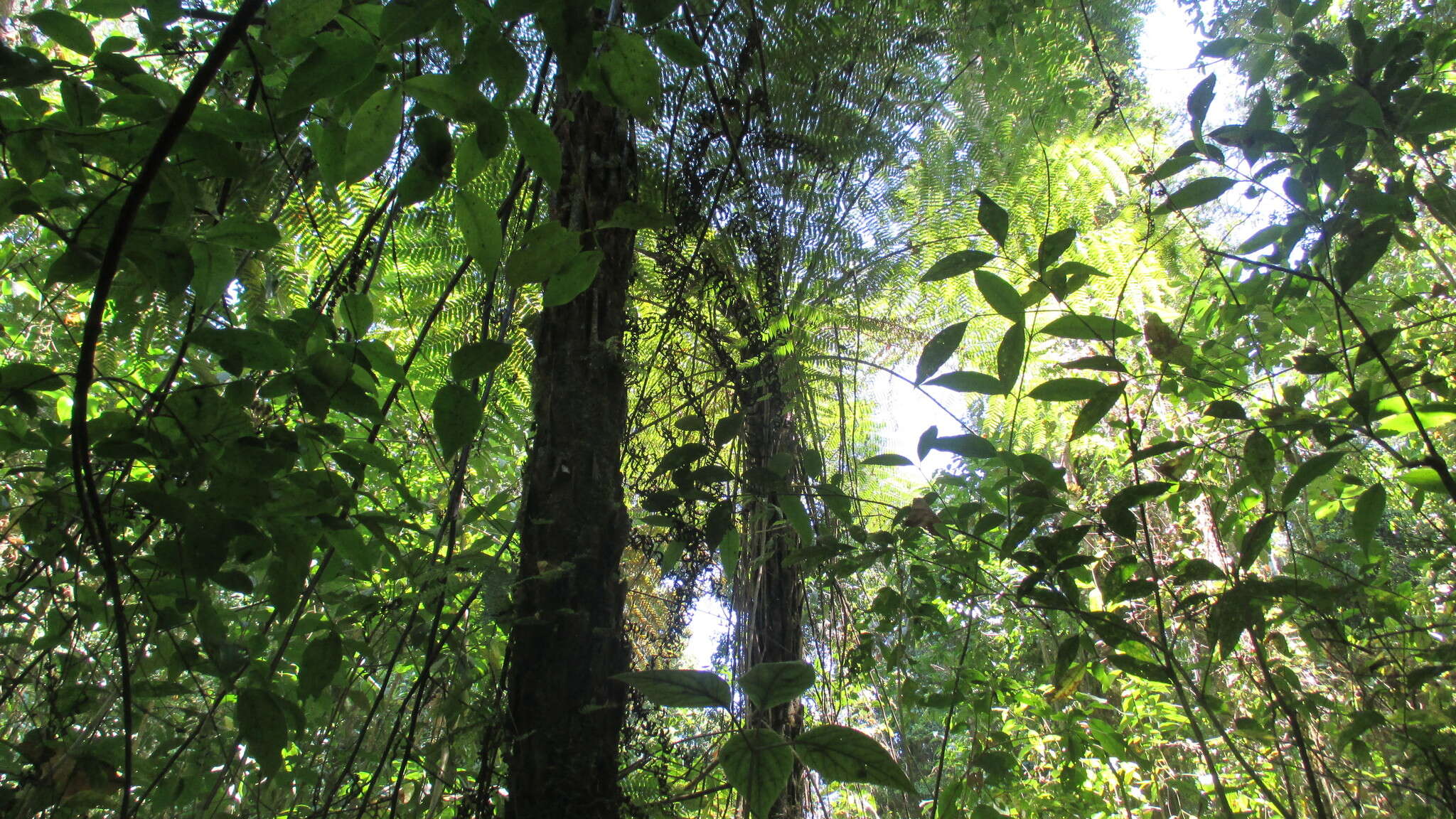 Cyathea fulva (Mart. & Gal.) Fée resmi