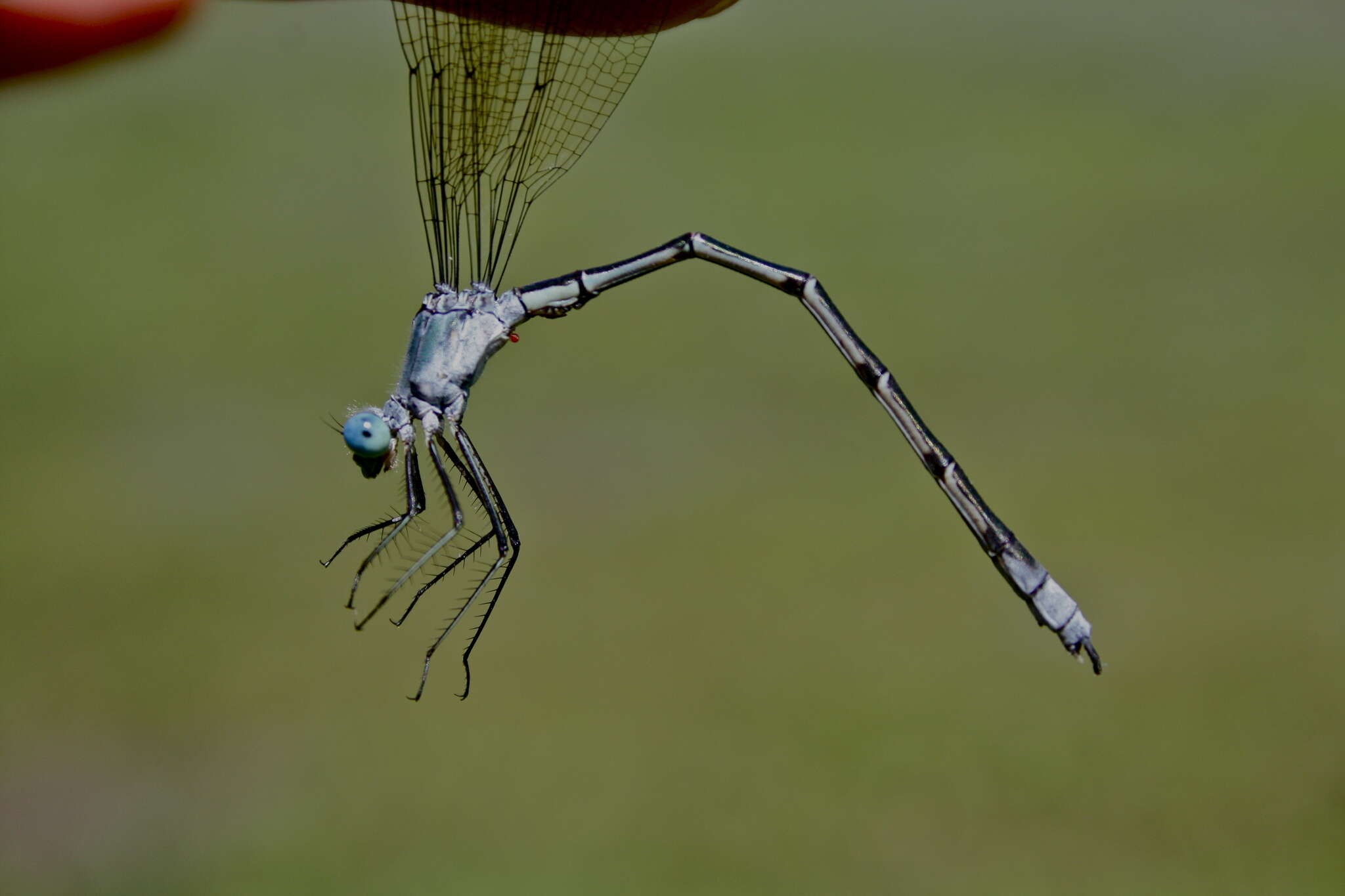 Image of Amber-winged Spreadwing