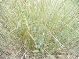 Image of coastal plain palafox