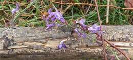 Image of Salvia forskaehlei L.