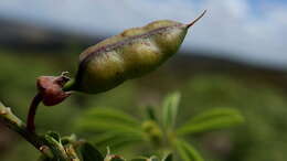 Imagem de Hypocalyptus coluteoides (Lam.) R. Dahlgren