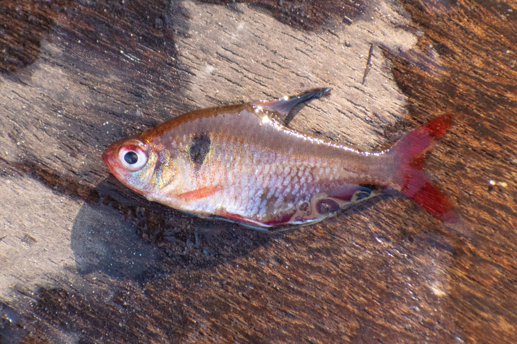 Image of Blood characin