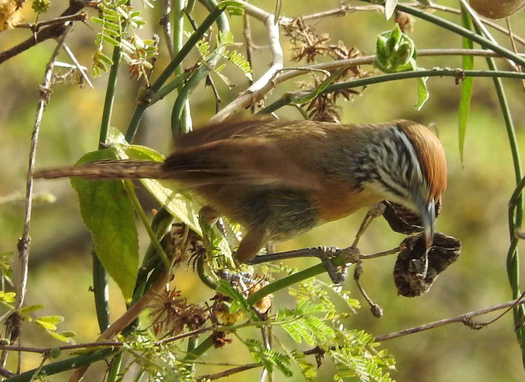 Image of Happy Wren